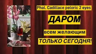 Голландские садовники прислали бабочку Калиллак практически бесплатно!!! 🌸🌸🌸🔥