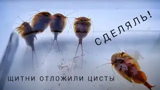 Щитни отложили цисты