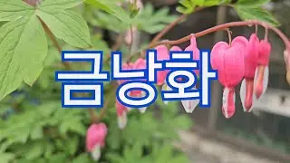 Cưm Lang Hoa - Trái Tim Rỉ Máu ( 금낭화 )