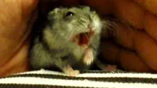 Ручной хорошенький хомячок!