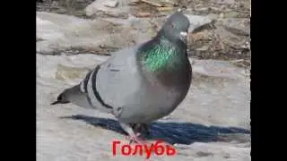 Презентация для детей "Городские птицы"