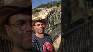 #Dinosaurios en Alpuente: #Dacentrurus