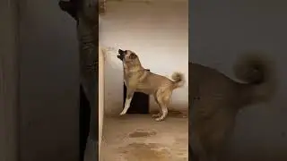 My Favourite Dog Breed in This World 🔥 #shorts #dog #dogs