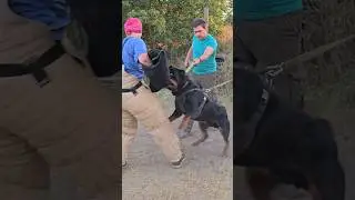 😱Hard attack #ODESSADAYBERG Rottweiler training Odessa 2024