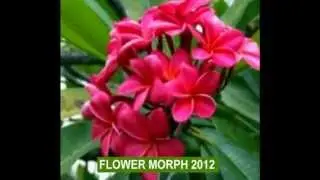 2012 FLOWER MORPH