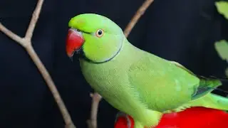 Parrot Angry Voice | Natural Parrot Sounds | Parrot Calling Sounds ||