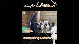 Bakray 1300 per Kilo k hisaab se | 03326247222