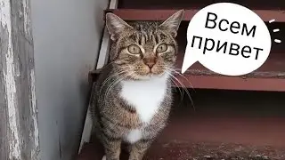 Кормим котиков в мороз🥶