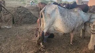 Milking of top Cholistani/Rathi cow!