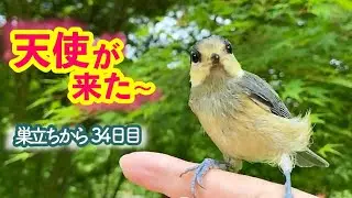 初めて手に乗ったヤマガラの雛がとった行動は・・・