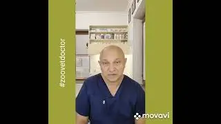 Как проявляется боль у животных @Zoovetdoctor
