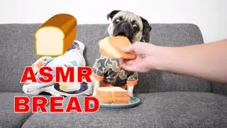 ASMR Dog Eating Bread