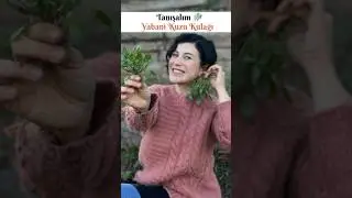 Tanışalım Yabani Kuzu Kulağı 🌿 #àlaşerife