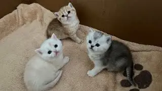 Котятки 🐱Барсик не Барсик🙀Всего по немногу🐕‍🦺🤏Старый пуховик😩Вся в делах😘Olga Kirchgessner