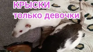 В кадре только девушки.Немного хорошего настроения.