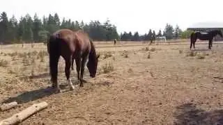 Peps squirting, squealing, striking; Tu peeing
