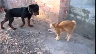 Кошка - Прикол!!!  Укрощение собаки!!!