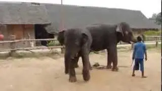 PSY - GANGNAM STYLE (танец слона)