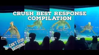 CRUSH BEST RESPONSE COMPILATION |Turtle talk with crush 😂