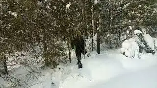 добыли глухаря