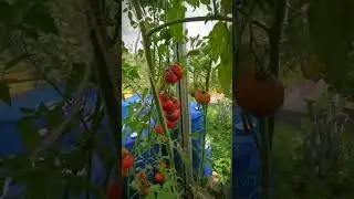 Про томаты. Тосманский шоколад.