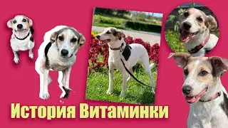 История Витаминки #собакасисторией #помощьбездомнымживотным #непокупайприюти #витаминка