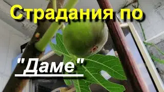 Ожидал созревания инжира 