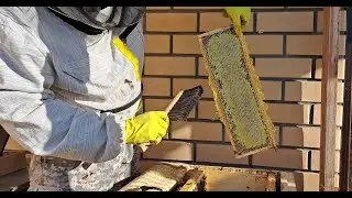 Начинаем отбирать МЁД | Часть 1 | Северное пчеловодство