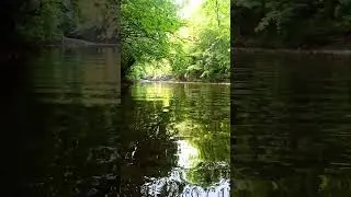 Река, тишина, лес. #лето #река #природа  #релакс