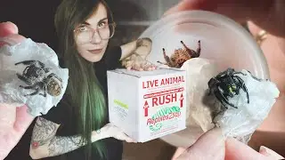 Unboxing 10 *ADORABLE* Velvet & JUMPING SPIDERS! (new breeding pairs)