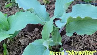 Хоста Скайрайтер (Skywriter).