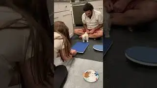 Puppy Party Wobble Board Station