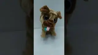 Умная собака