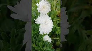 Белые астры