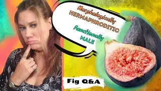 Figs Without Wasps? 🌿  Fig Questions and Answers