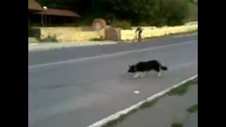 собака нападает на машины 2