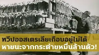 ทวีปออสเตรเลียเกือบอยู่ไม่ได้! หายนะจากกระต่ายหมื่นล้านตัว!