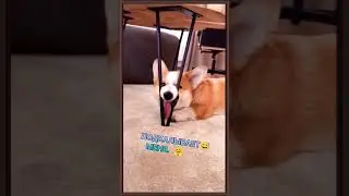 Собака намекает 
