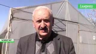 კოლხური ბზა