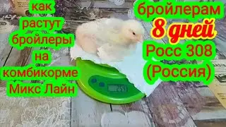 Вес  бройлеров в 8 дней Росс 308 (Россия). Как растут бройлеры. Broiler weight in 8 days