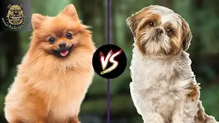 Pomeranian vs Shih Tzu : Which one is preferred ?