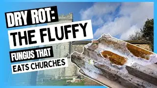 What Is Dry Rot and How Do You Treat It? Causes, Risks & Restoration in Historic Buildings