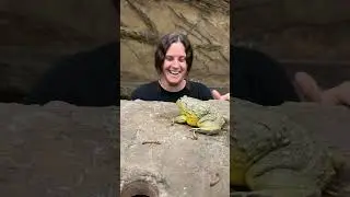 Adorable Pixie Frog Hops Around!! 😍 🐸