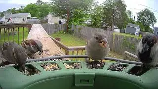 The Sparrow Crew Showing Up For Lunch