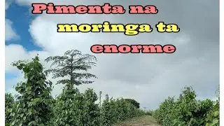 Pimenta na moringa evolui