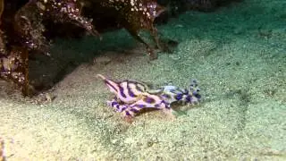 Blue Ring Octopus