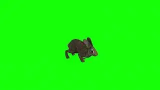Rabbit walk - Green Screen