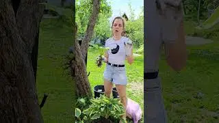 Коллекция сортовых хост #дача #огород #хосты #многолетники #сад #garden #дачныеидеи #цветы #diy