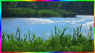 Черепахи ужи водяные крысы и лягушки в городском пруду🐢
