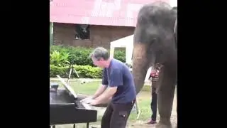 human and animal bonding (funny compilation) #animals #funny